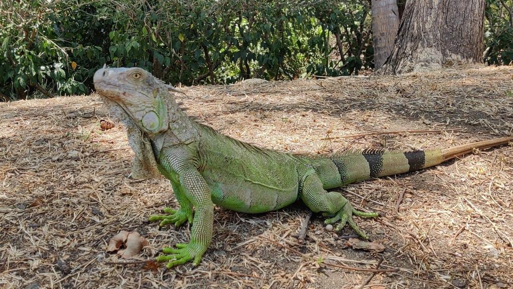 Palo Verde National Park  , Ecological and Cultural  Experience.