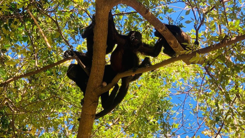 Palo Verde National Park  , Ecological and Cultural  Experience.