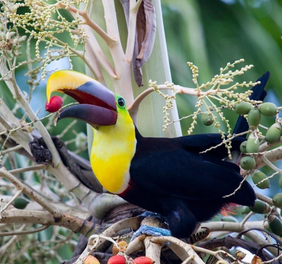 Palo Verde National Park  , Ecological and Cultural  Experience.