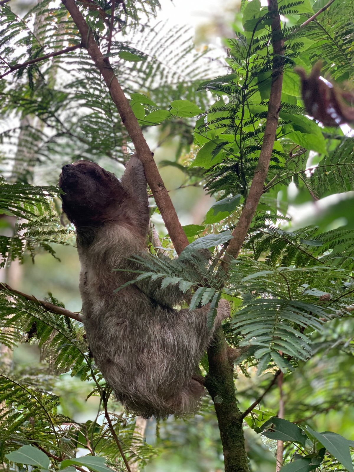 Waterfalls, Sloth and River Celeste